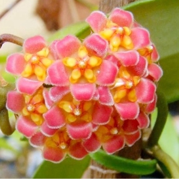 Hoya Davidcumingii - Picture 2 of 2